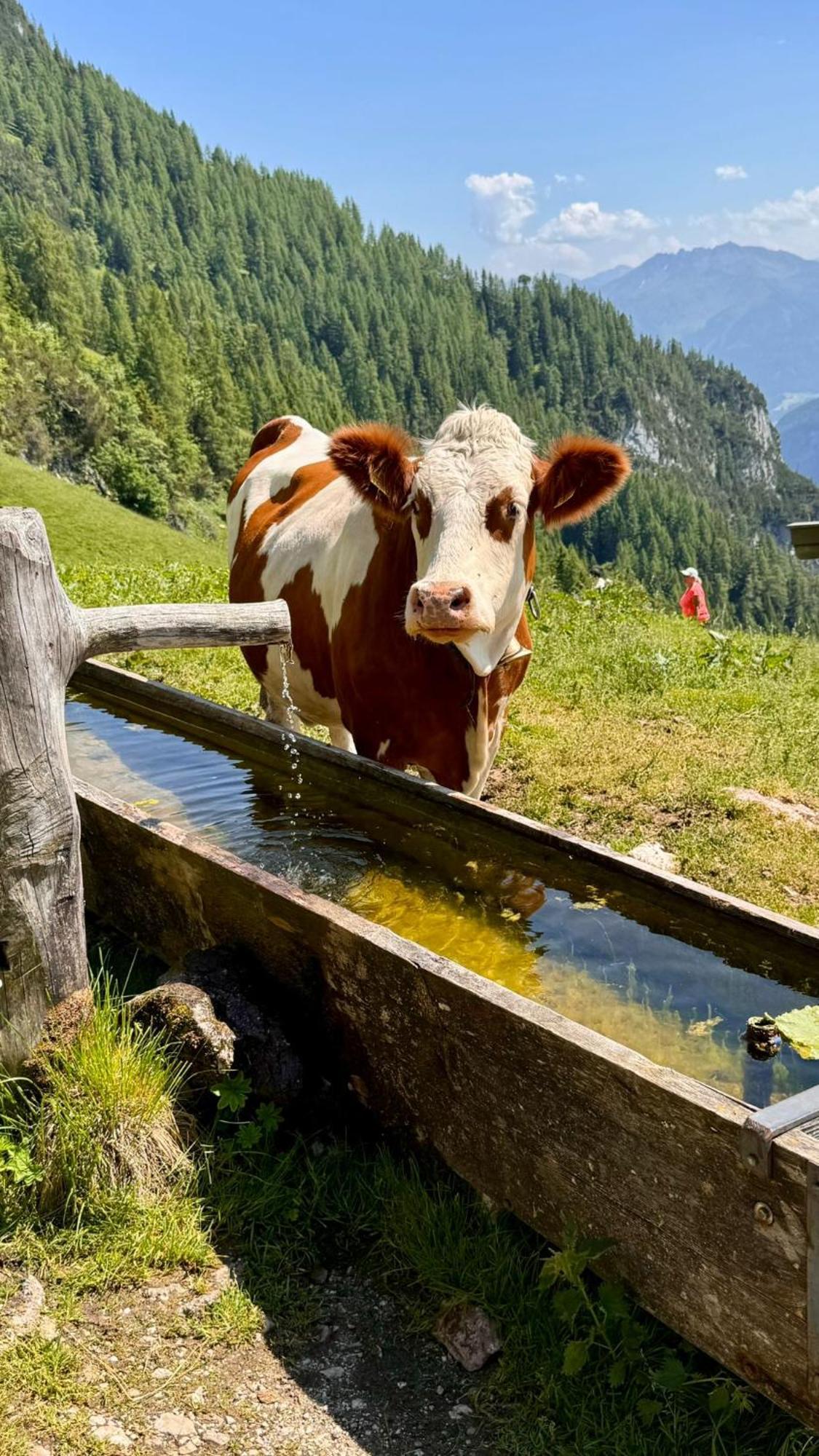 Hechenblaikner *